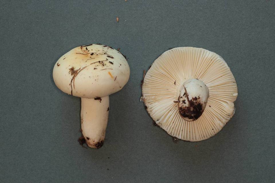 Russula crenulata image