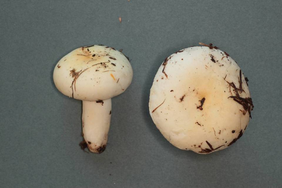 Russula crenulata image