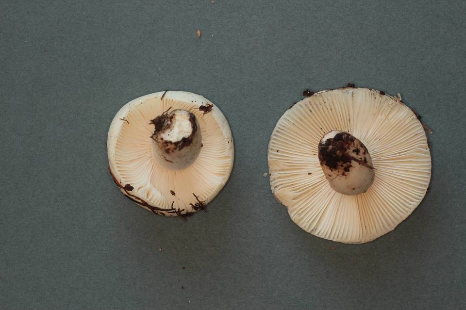 Russula crenulata image