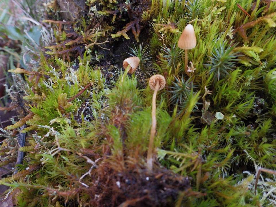 Galerina pumila var. pumila image