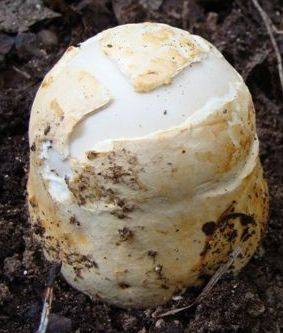Amanita proxima image