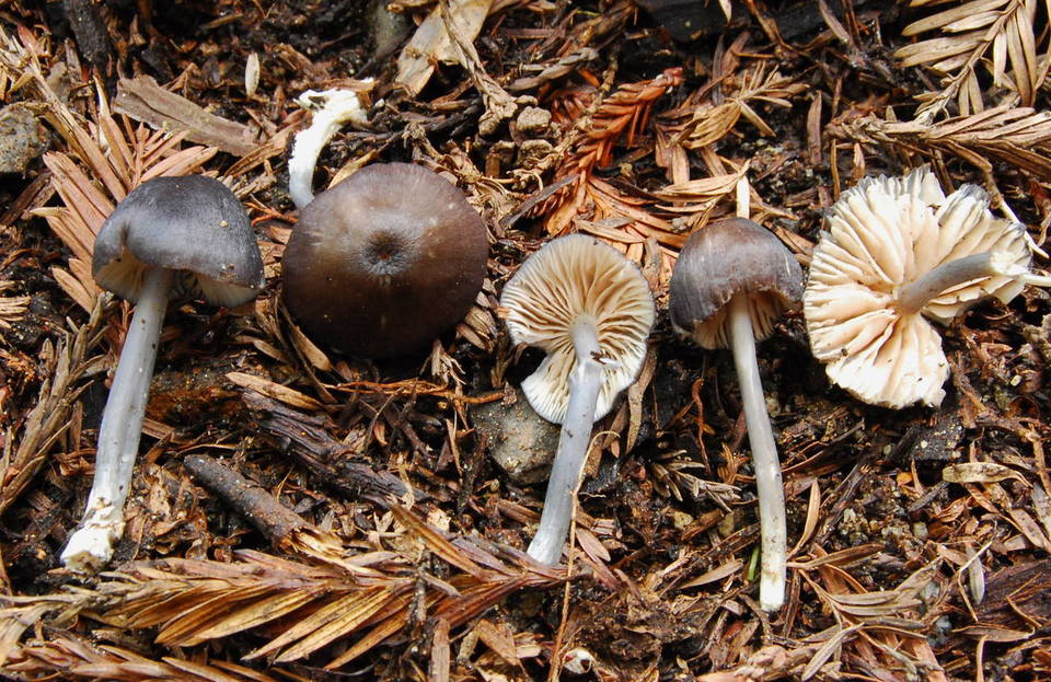 Leptonia parva image