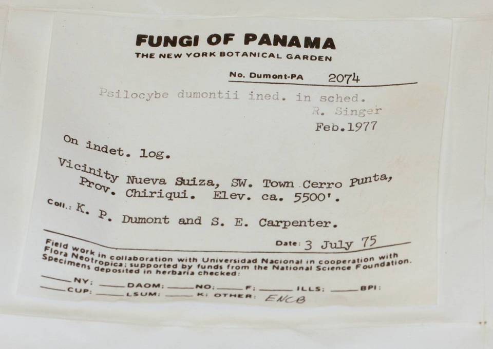 Psilocybe dumontii image