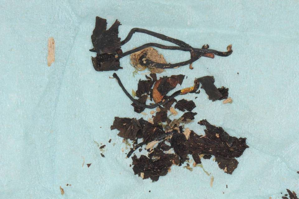 Psilocybe dumontii image