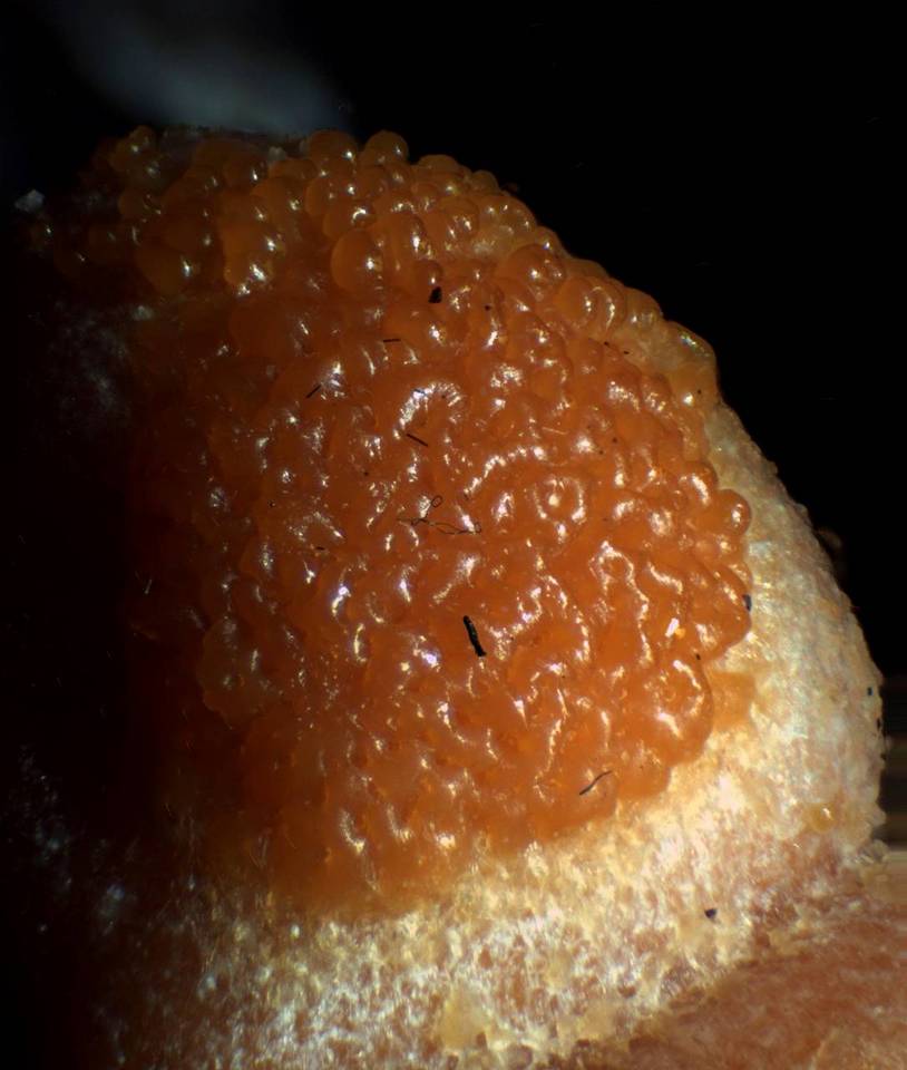 Lycogala epidendrum image