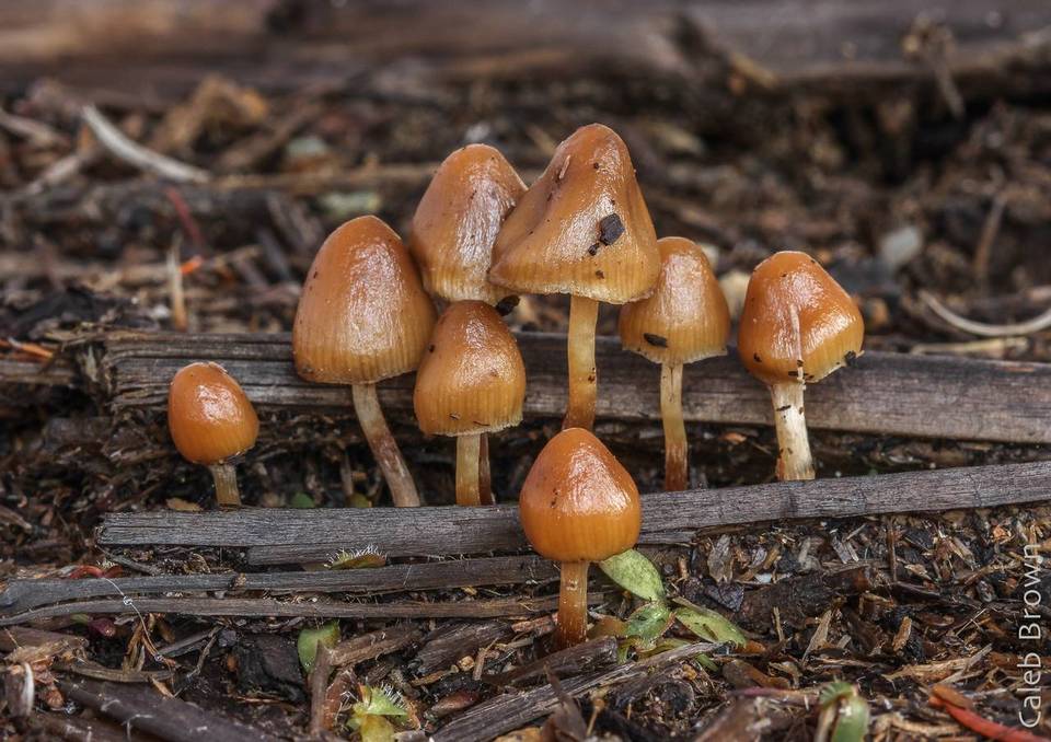 Psilocybe pelliculosa image
