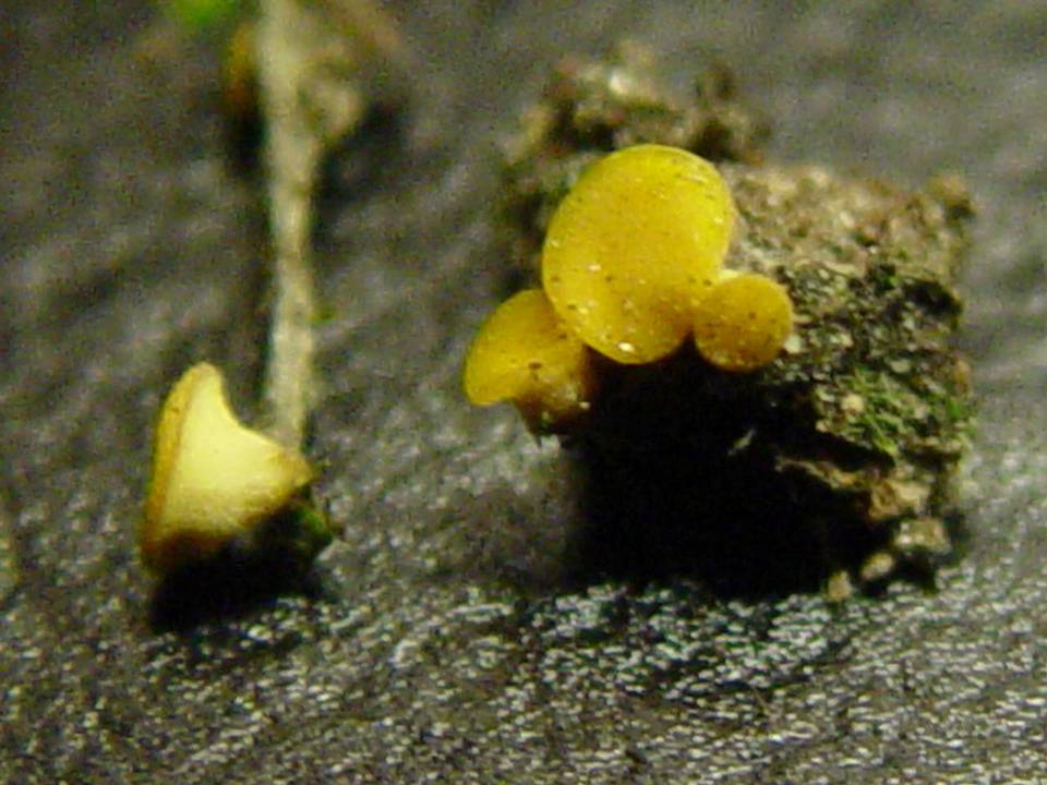 Phaeohelotium epiphyllum image