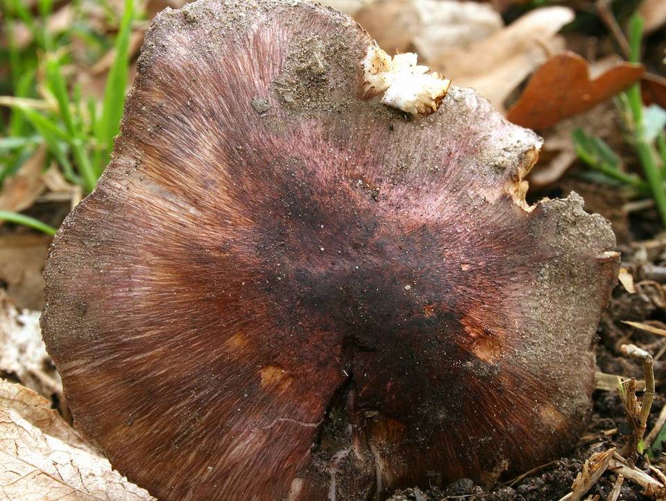 Inocybe adaequata image