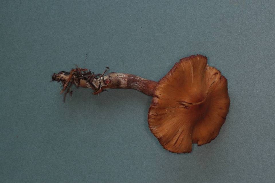 Cortinarius helvolus image