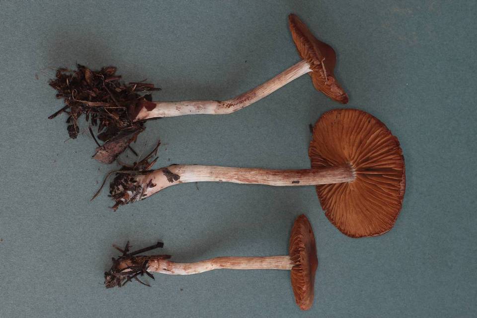 Cortinarius casimiri image