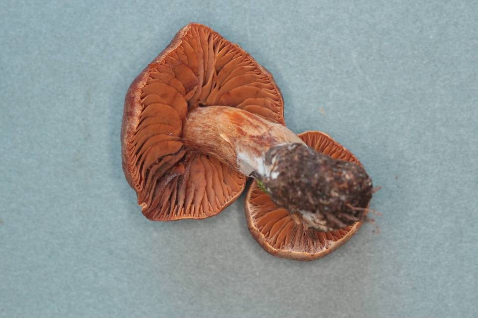 Cortinarius velenovskyi image