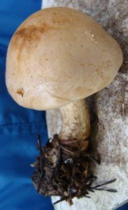 Hebeloma lateritium image