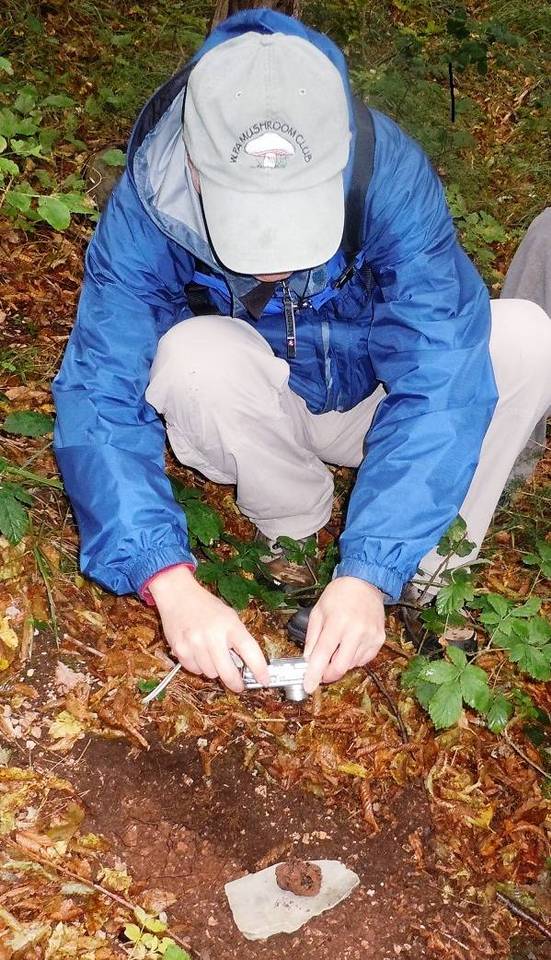 Tuber uncinatum image