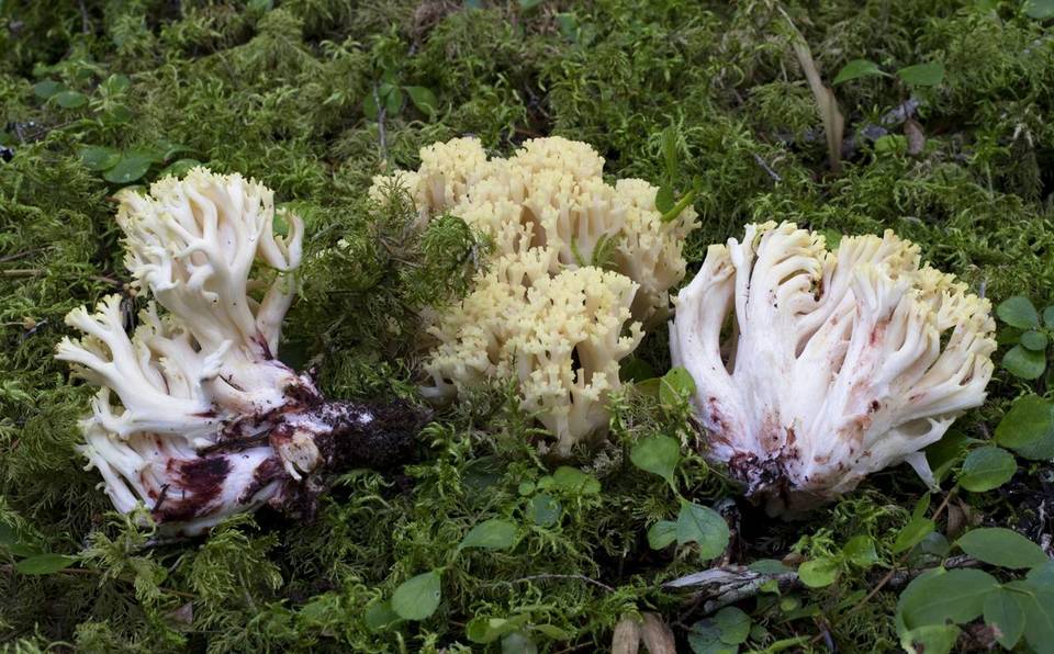 Ramaria rubiginosa image