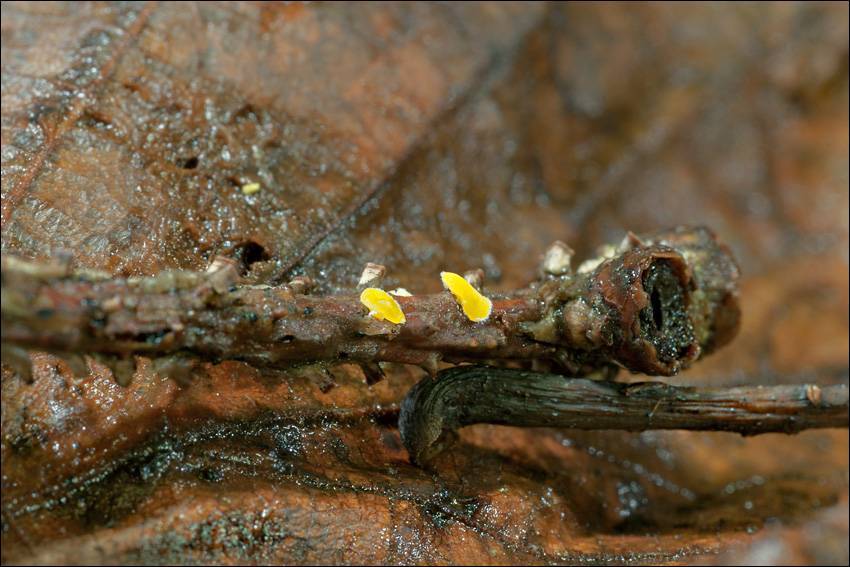 Lachnellula splendens image