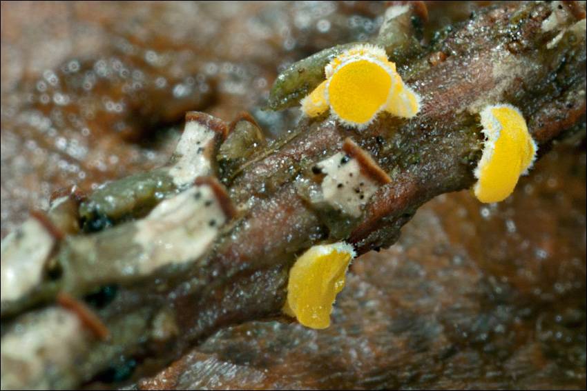 Lachnellula splendens image