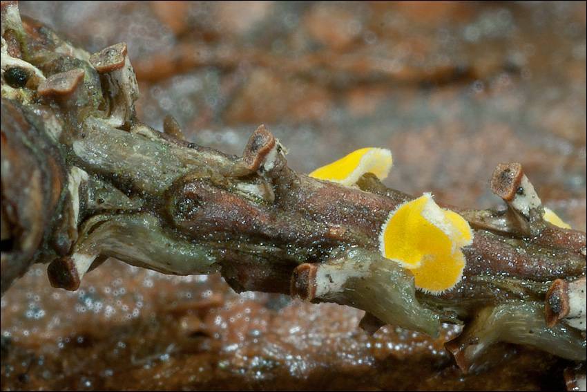 Lachnellula splendens image