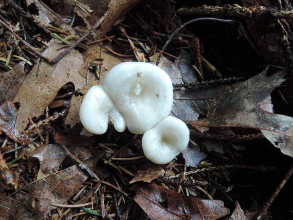 Clitocybe glutiniceps image