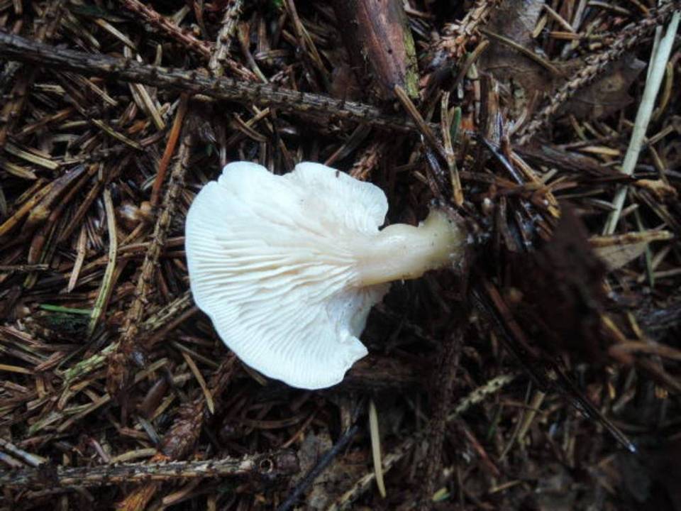 Clitocybe glutiniceps image