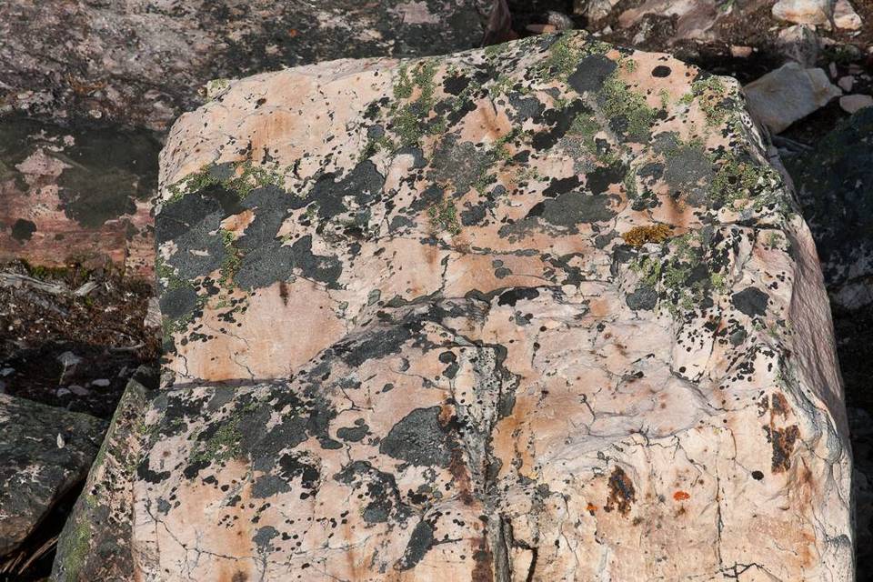 Xanthoria sorediata image