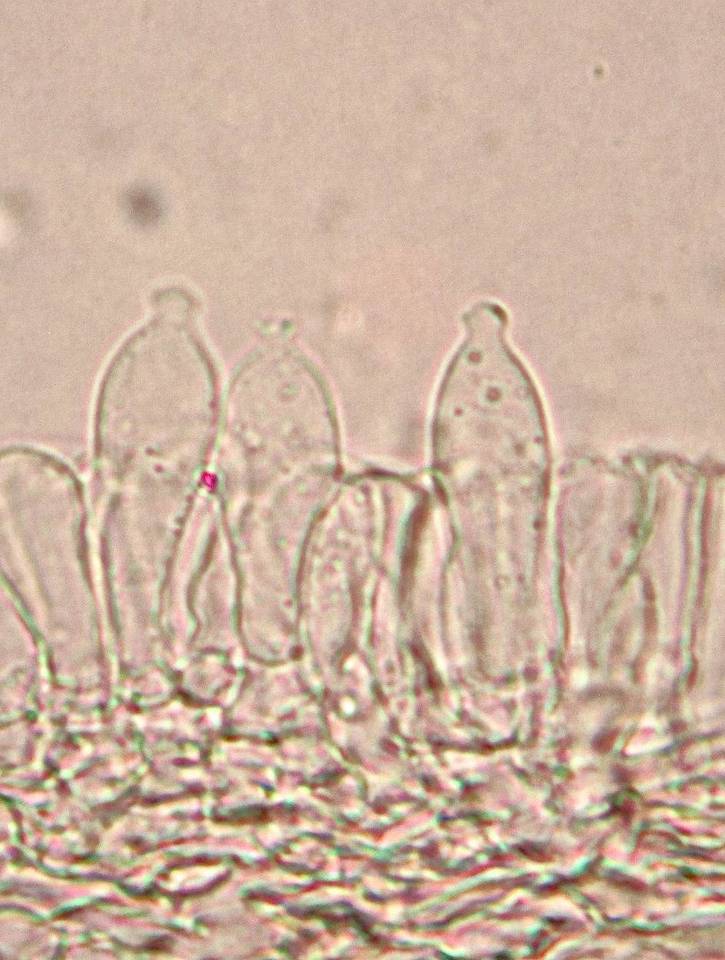 Psilocybe pseudoaztecorum image