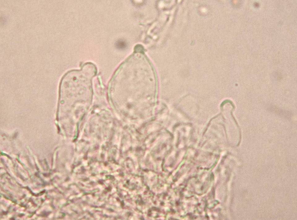 Psilocybe pseudoaztecorum image