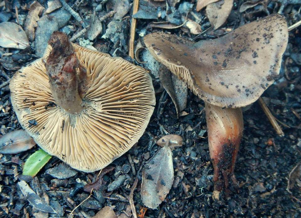 Phaeocollybia spadicea image
