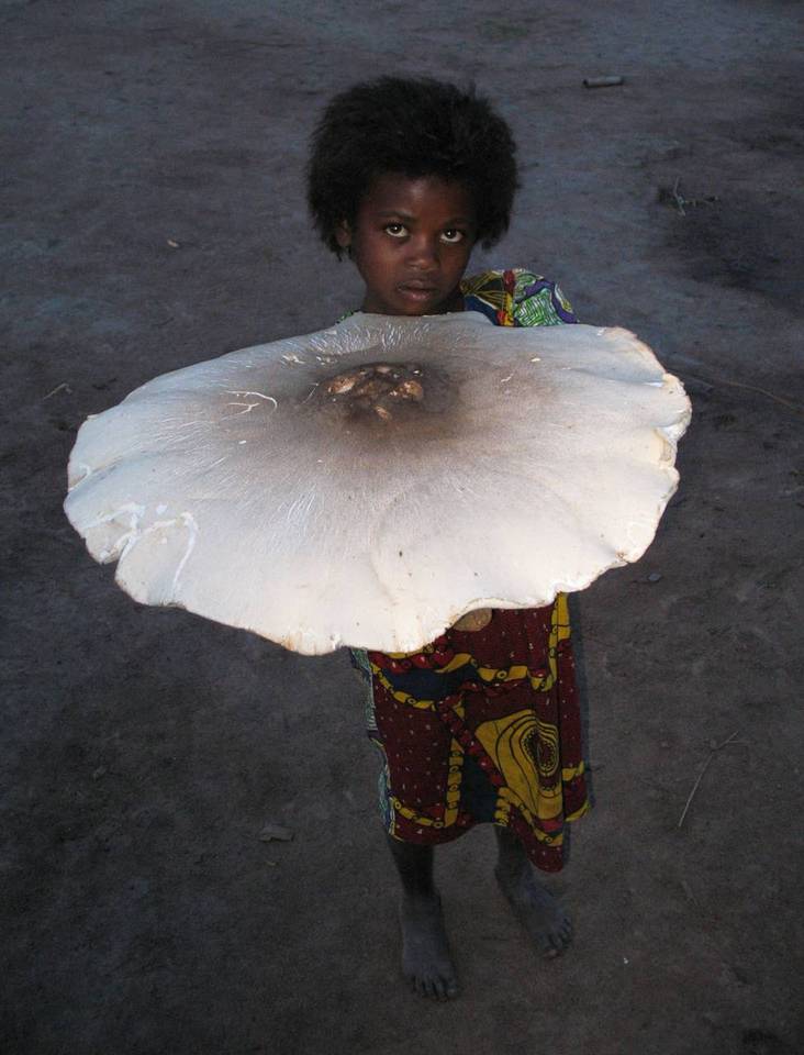 Termitomyces titanicus image