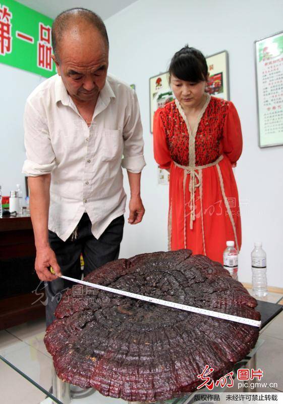 Ganoderma sichuanense image