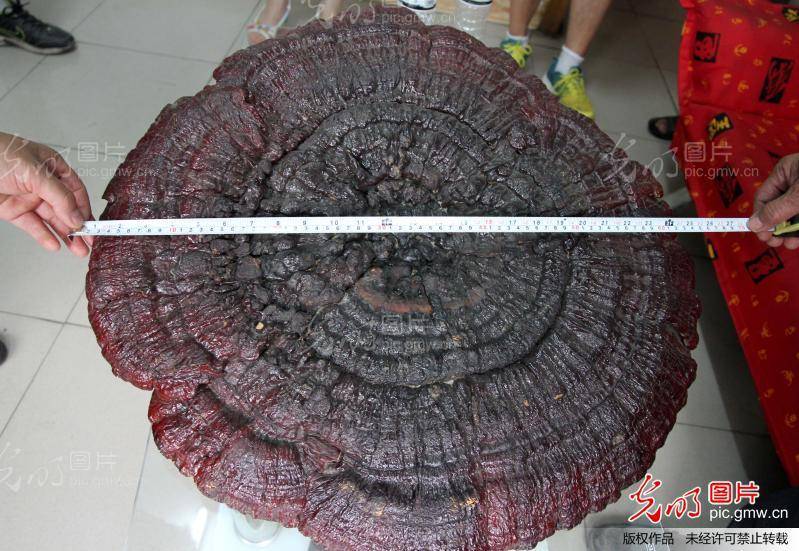 Ganoderma sichuanense image