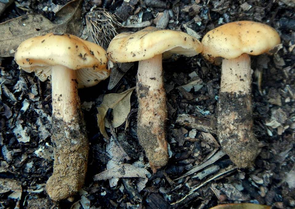 Phaeocollybia ochraceocana image