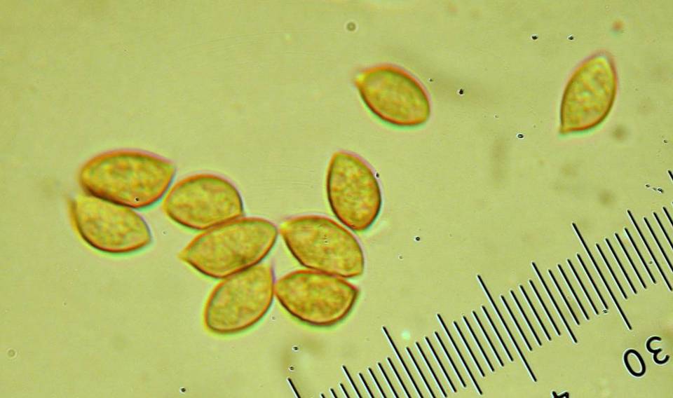Phaeocollybia ochraceocana image
