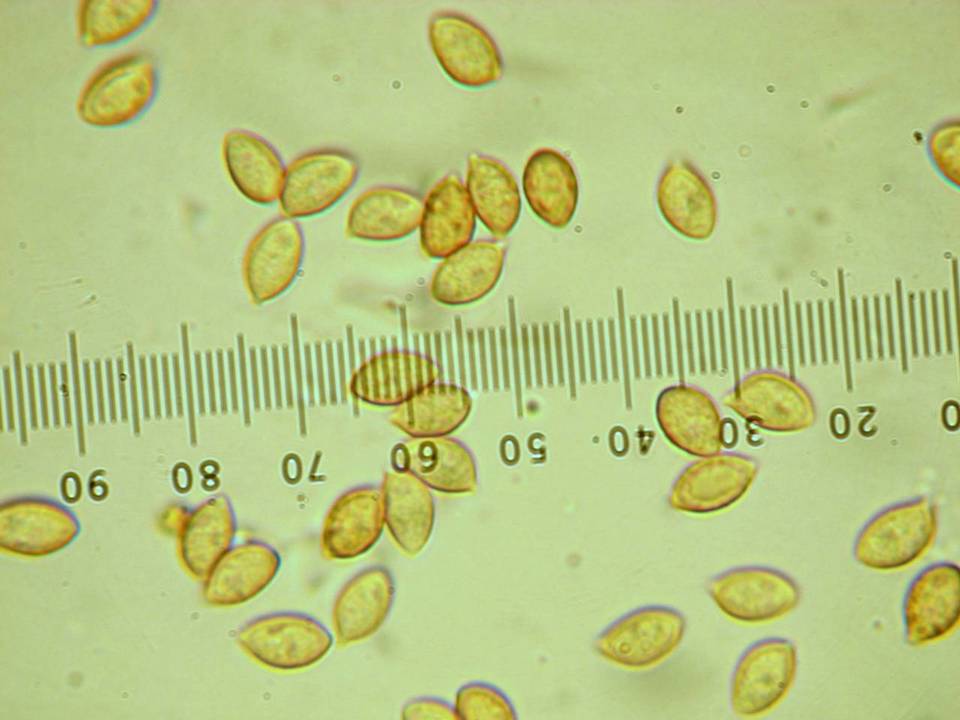 Phaeocollybia ochraceocana image