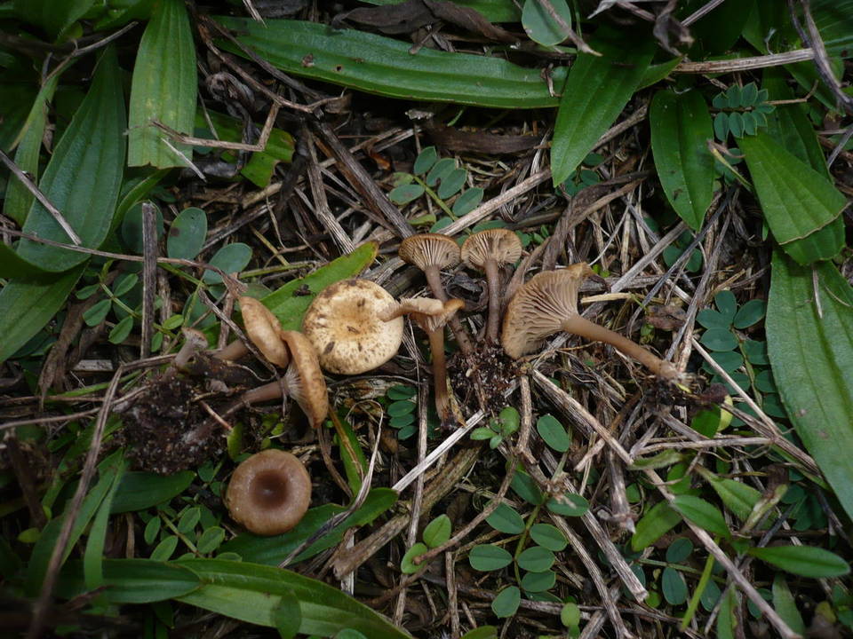 Clitocybe barbularum image
