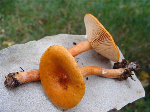Lactarius atlanticus image