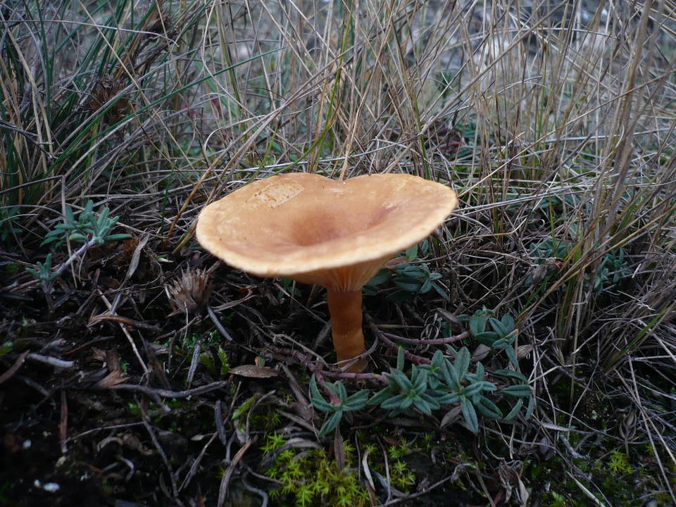 Clitocybe glareosa image