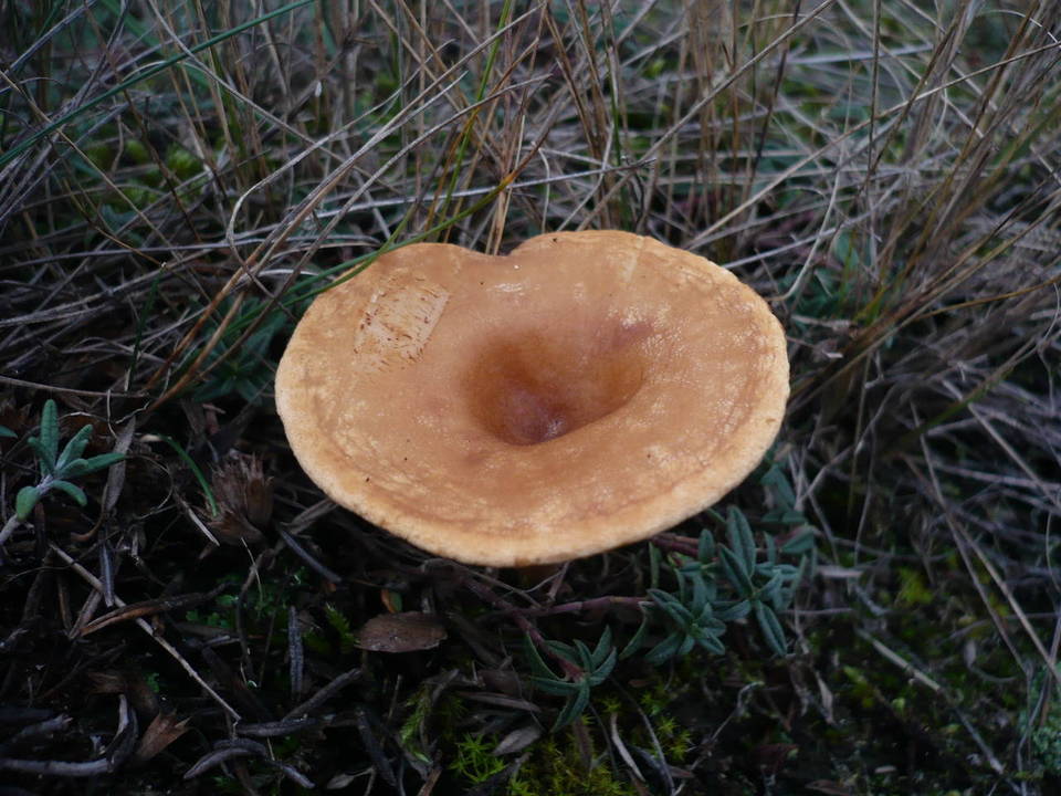 Clitocybe glareosa image