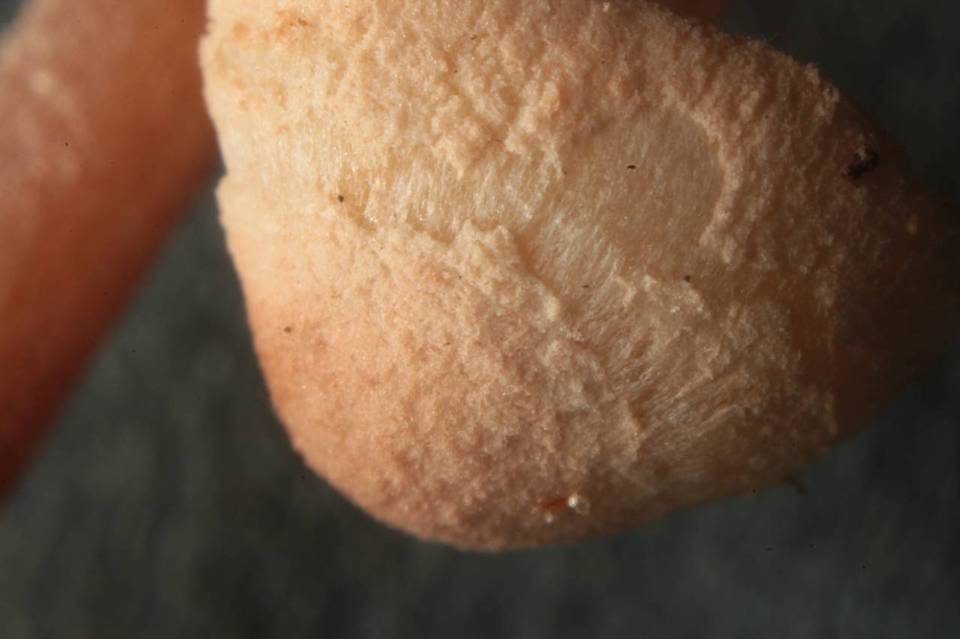 Cystolepiota moelleri image