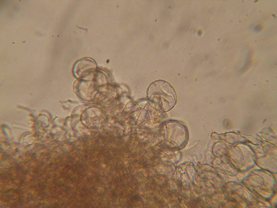 Cystolepiota moelleri image