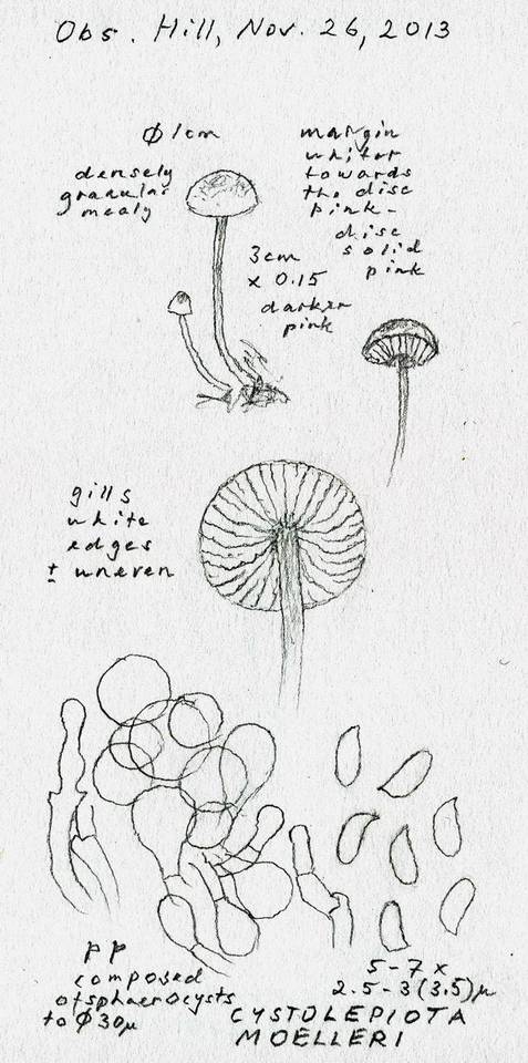 Cystolepiota moelleri image