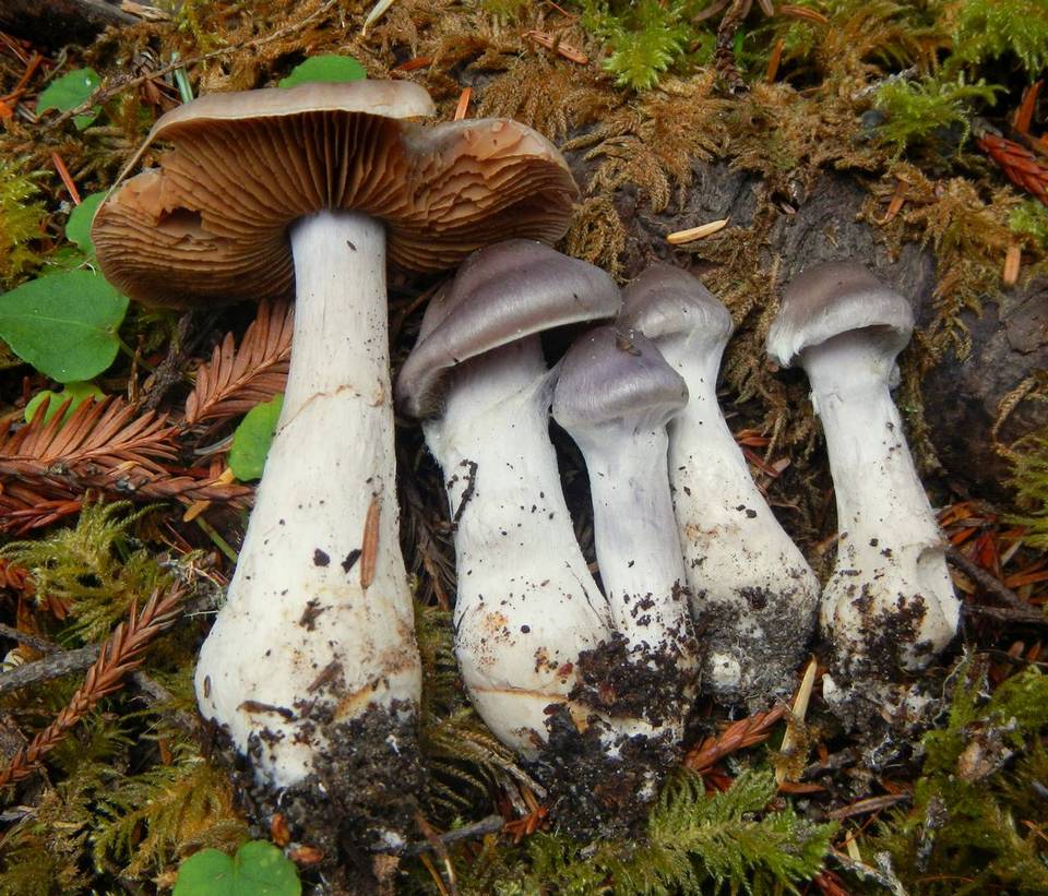 Cortinarius cagei image