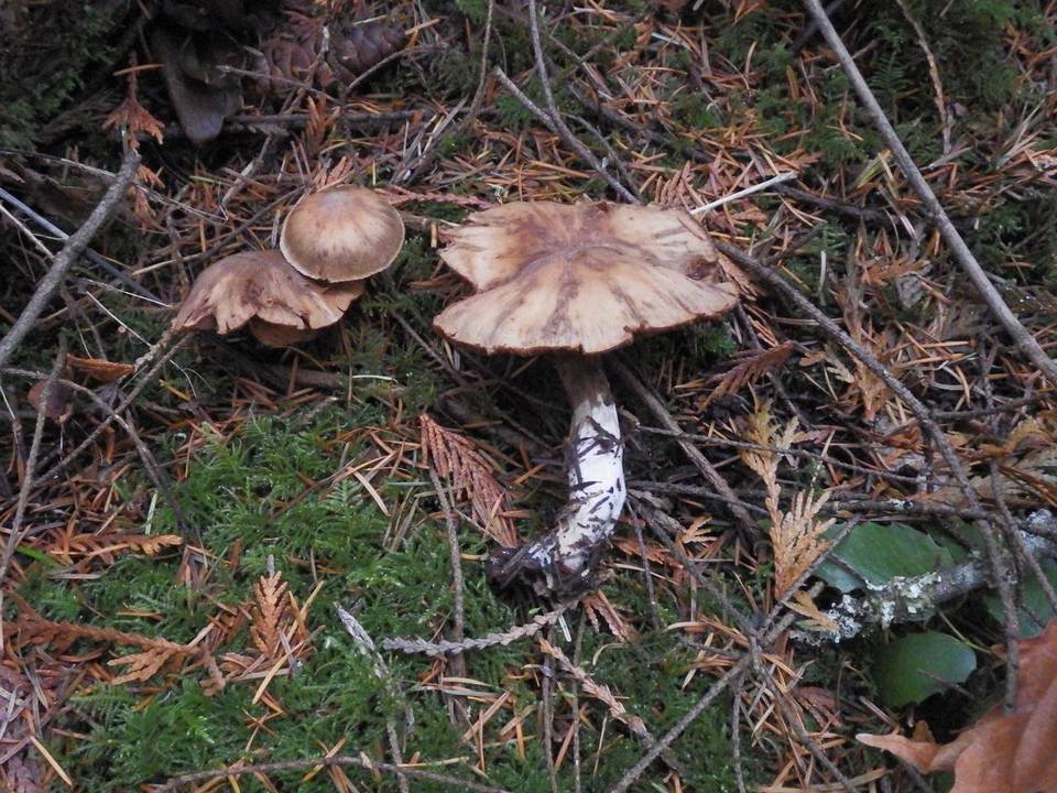 Cortinarius helvolus image