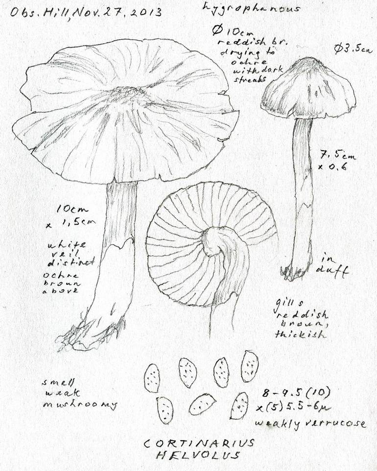 Cortinarius helvolus image