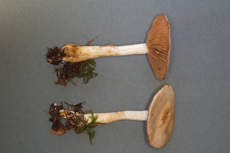 Cortinarius epipoleus image