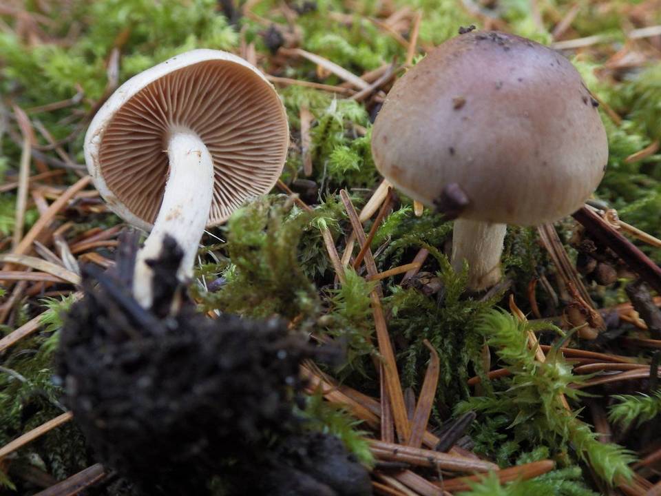 Hebeloma candidipes image