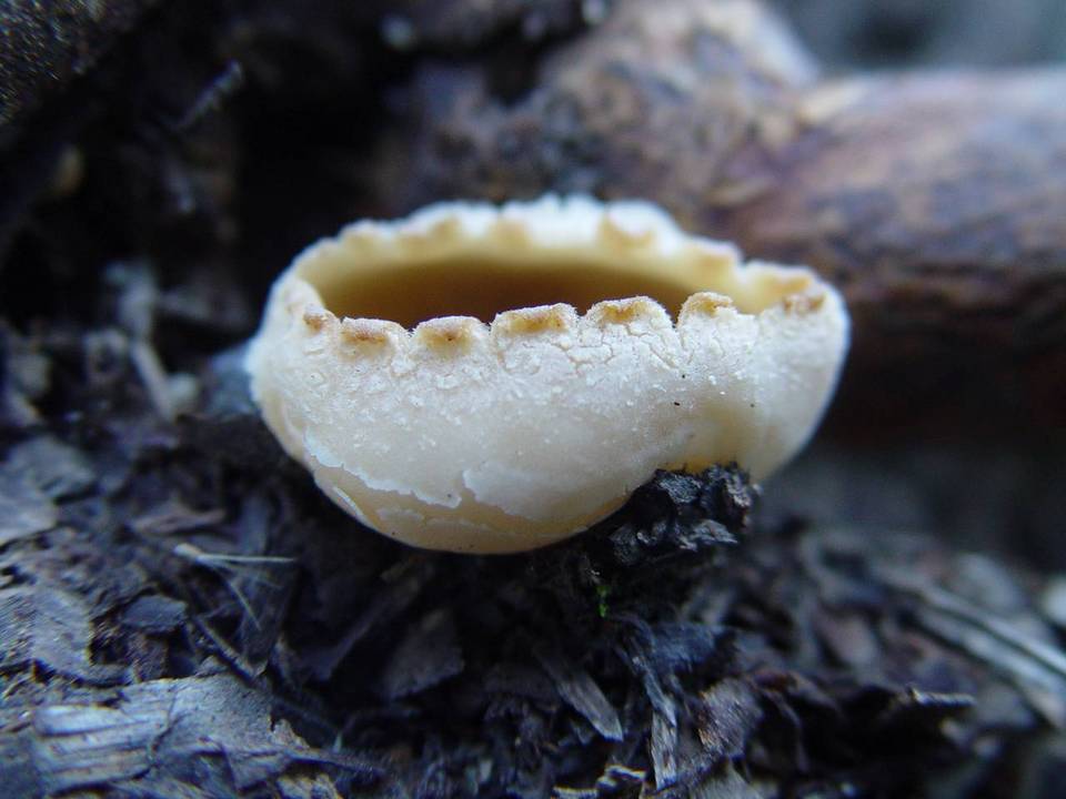 Peziza granulosa image