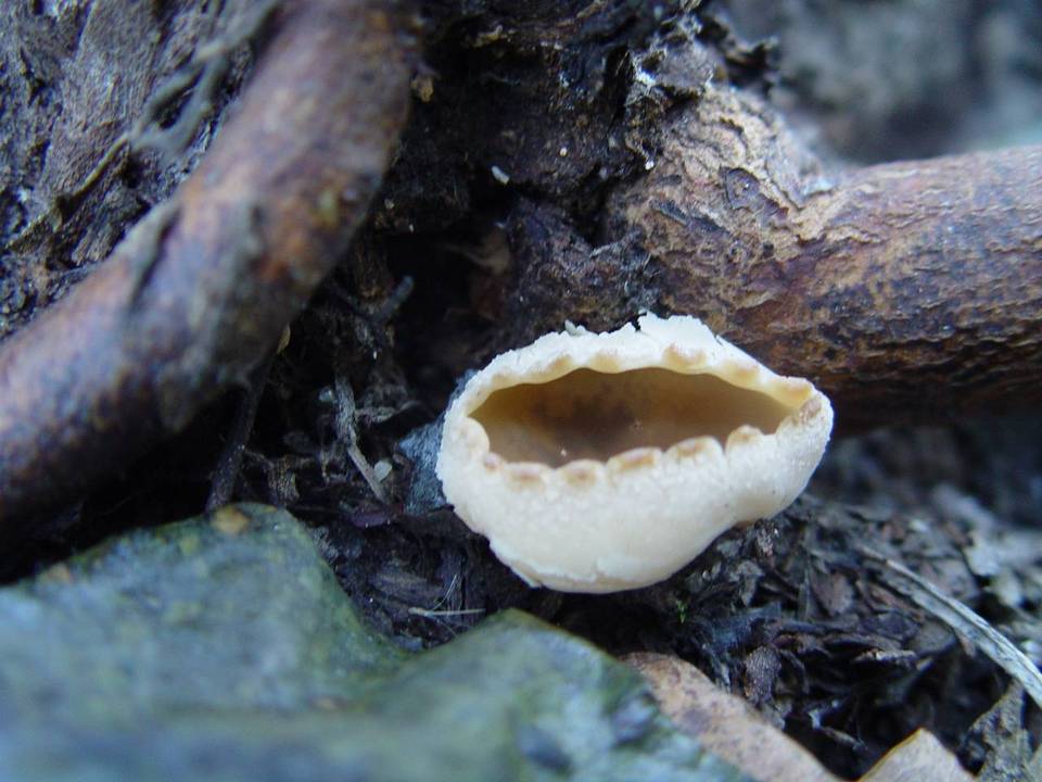 Peziza granulosa image
