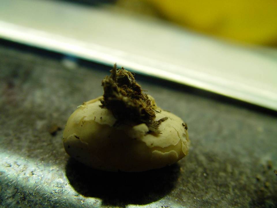 Peziza granulosa image