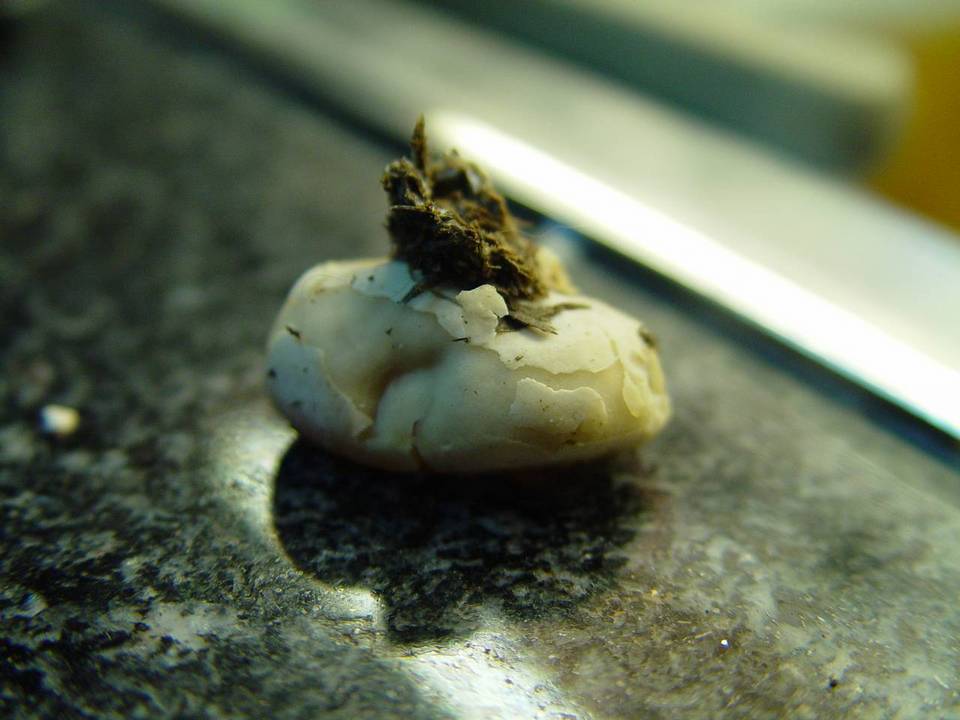 Peziza granulosa image