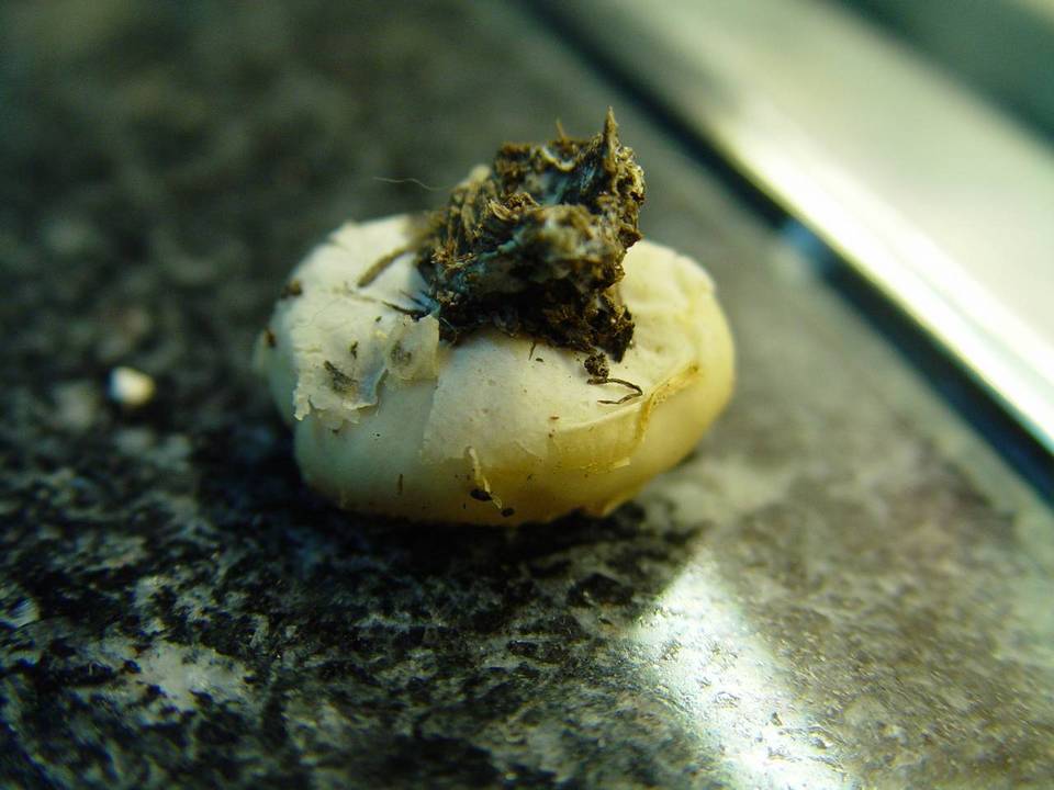 Peziza granulosa image